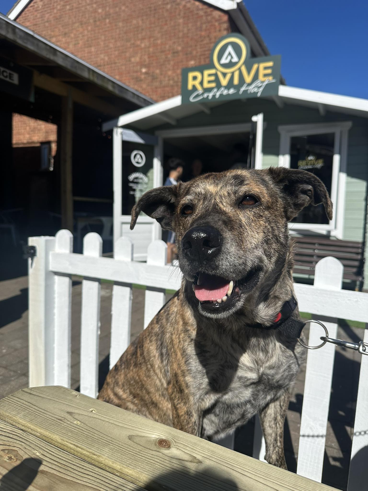 Dog-Friendly Cafe Norwich - Dogs Welcome at Revive Cafe Nelson Street